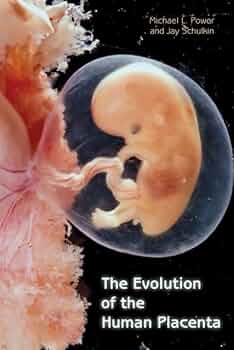 拙作「Placenta」 拙作「Placenta」 Axis Scientific Placenta Model with